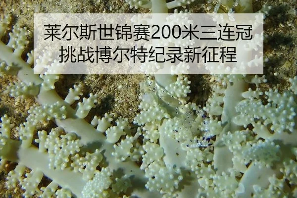 lai-er-si-shi-jin-sai-mi-san-lian-guan-tiao-zhan-bo-er-te-ji-lu-xin-zheng-cheng-2-782.jpg